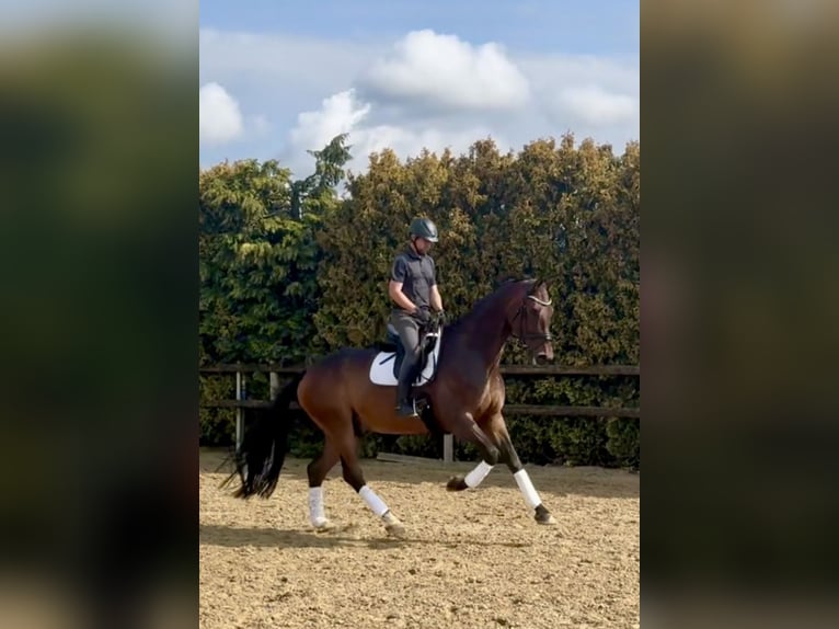 Oldenburger Wallach 8 Jahre 185 cm Dunkelbrauner in Bramsche