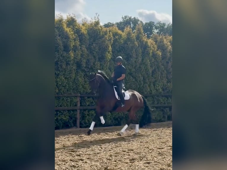 Oldenburger Wallach 8 Jahre 185 cm Dunkelbrauner in Bramsche