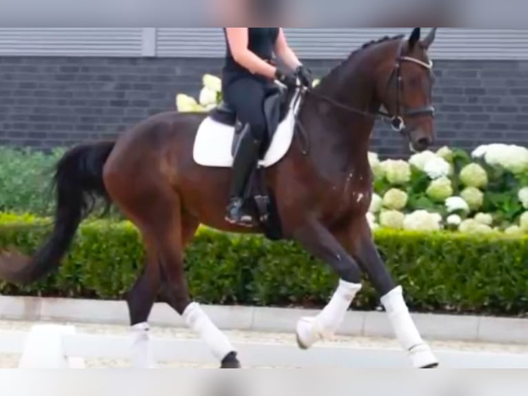Oldenburger Wallach 8 Jahre 185 cm Dunkelbrauner in Osnabrück