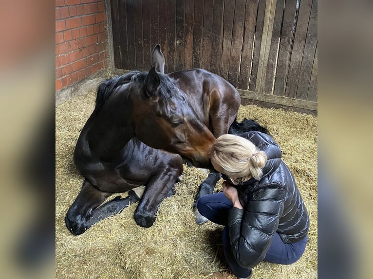 Oldenburger Wallach 8 Jahre 185 cm Dunkelbrauner in Osnabrück