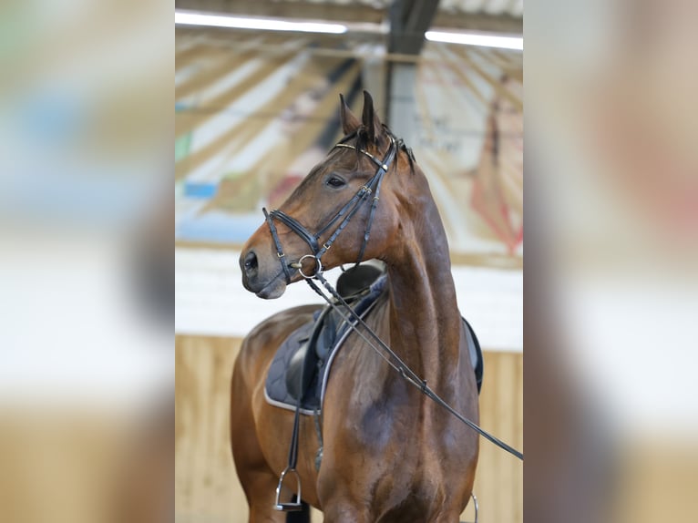 Oldenburger Wallach 8 Jahre 186 cm Rotbrauner in Kiel