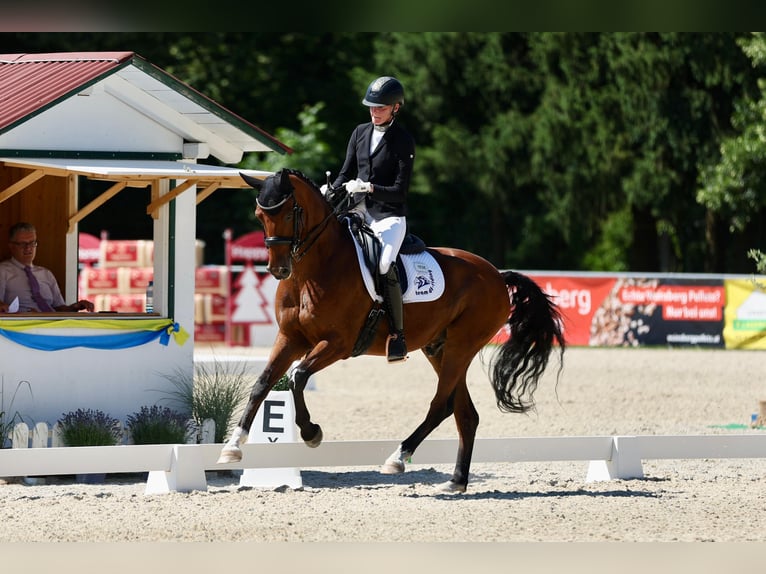 Oldenburger Wallach 9 Jahre 160 cm Brauner in Ebreichsdorf