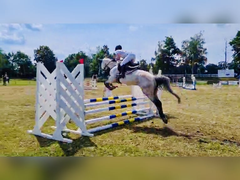 Oldenburger Wallach 9 Jahre 160 cm Schimmel in Kalbe/Mildr