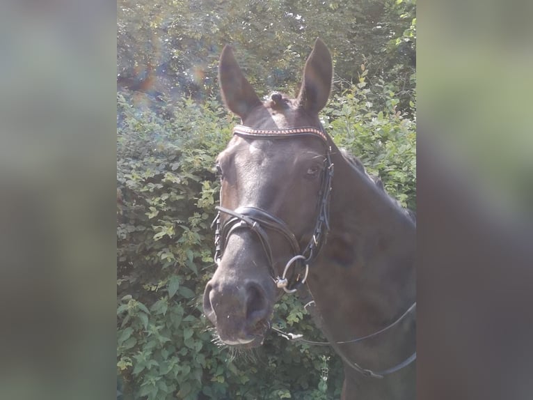 Oldenburger Wallach 9 Jahre 163 cm in Sprockh&#xF6;vel