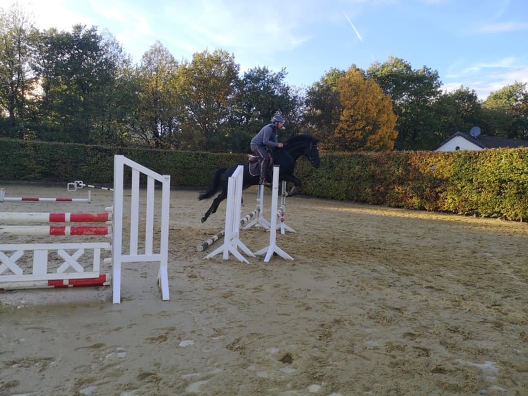 Oldenburger Wallach 9 Jahre 163 cm in Sprockh&#xF6;vel