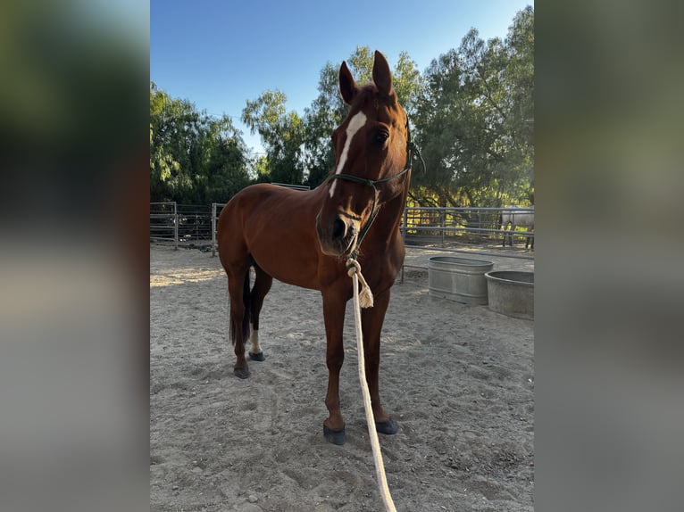 Oldenburger Wallach 9 Jahre 163 cm Dunkelfuchs in Agoura Hills