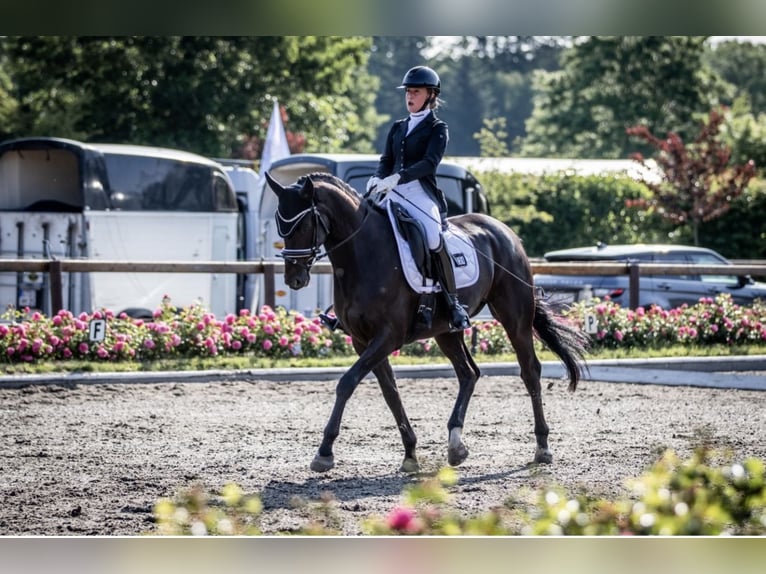 Oldenburger Wallach 9 Jahre 163 cm Rappe in Schwanewede