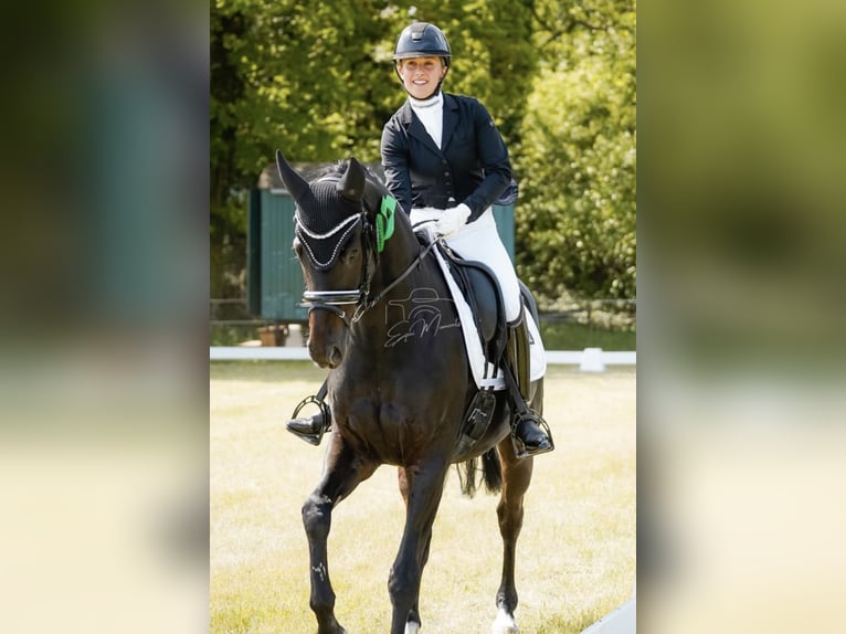 Oldenburger Wallach 9 Jahre 163 cm Rappe in Schwanewede