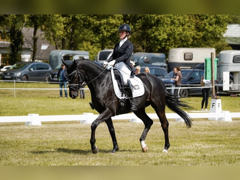 Oldenburger Wallach 9 Jahre 163 cm Rappe in Schwanewede