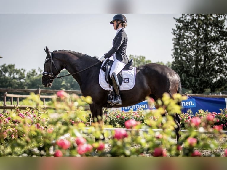 Oldenburger Wallach 9 Jahre 163 cm Rappe in Schwanewede