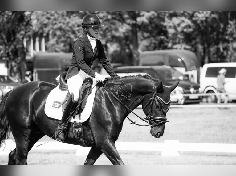 Oldenburger Wallach 9 Jahre 163 cm Rappe in Schwanewede