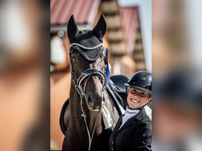 Oldenburger Wallach 9 Jahre 163 cm Rappe in Schwanewede