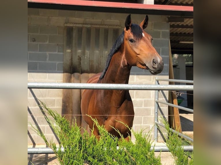 Oldenburger Wallach 9 Jahre 167 cm Brauner in Vic