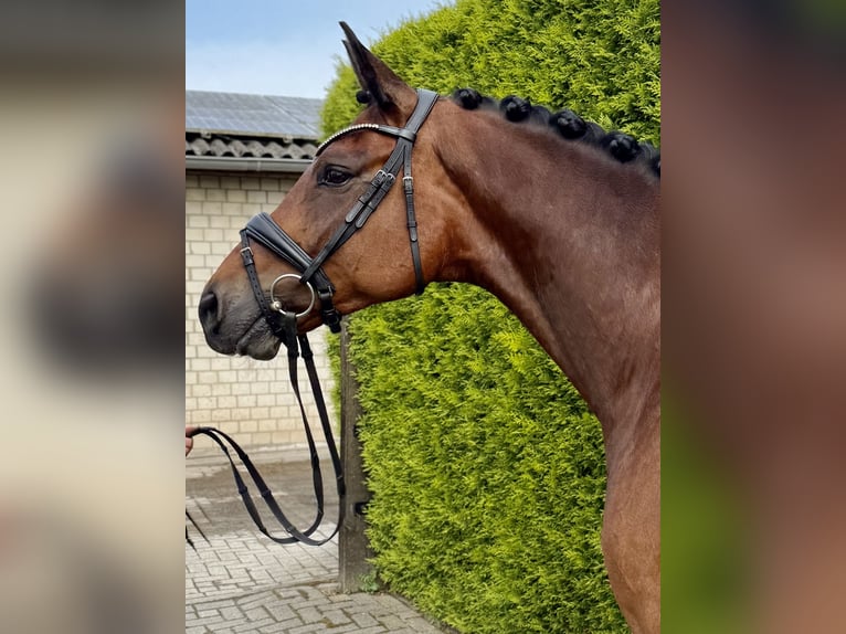 Oldenburger Wallach 9 Jahre 167 cm Brauner in Hamm