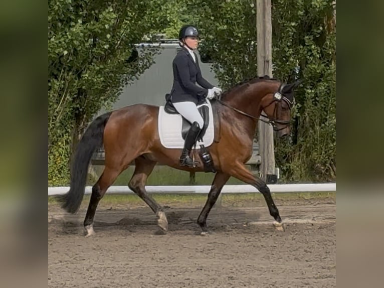 Oldenburger Wallach 9 Jahre 167 cm Brauner in Hamm