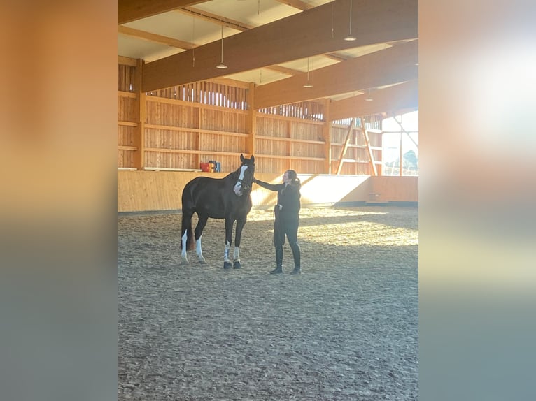 Oldenburger Wallach 9 Jahre 167 cm Dunkelfuchs in Osdorf