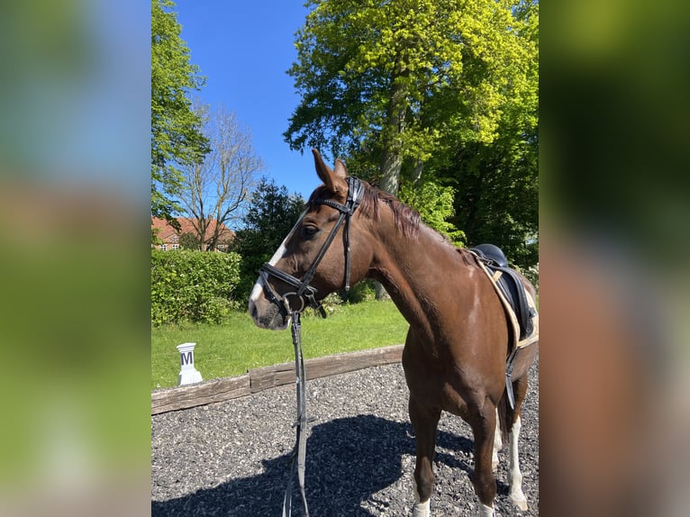 Oldenburger Wallach 9 Jahre 167 cm Dunkelfuchs in Osdorf