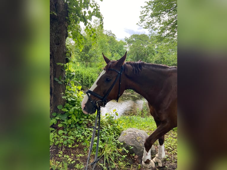 Oldenburger Wallach 9 Jahre 167 cm Dunkelfuchs in Osdorf