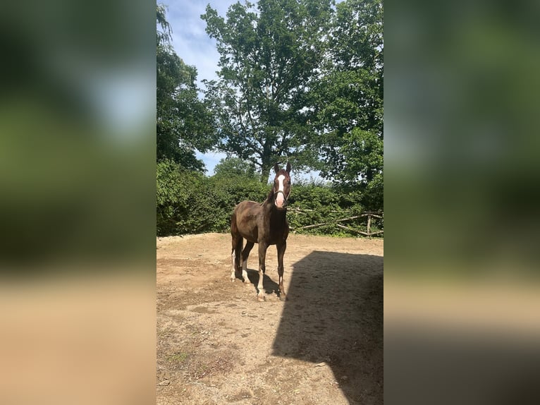 Oldenburger Wallach 9 Jahre 167 cm Dunkelfuchs in Osdorf