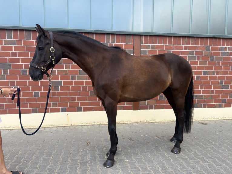 Oldenburger Wallach 9 Jahre 167 cm Schwarzbrauner in M&#xF6;rfelden-Walldorf