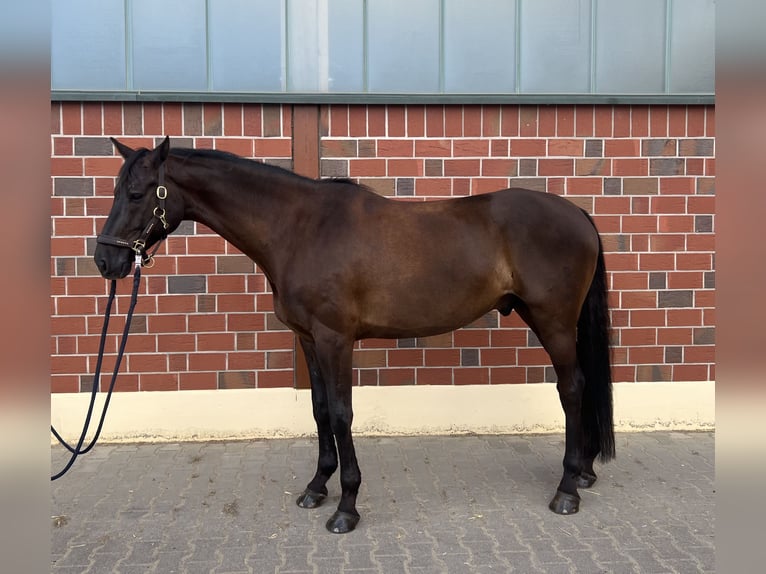 Oldenburger Wallach 9 Jahre 167 cm Schwarzbrauner in M&#xF6;rfelden-Walldorf