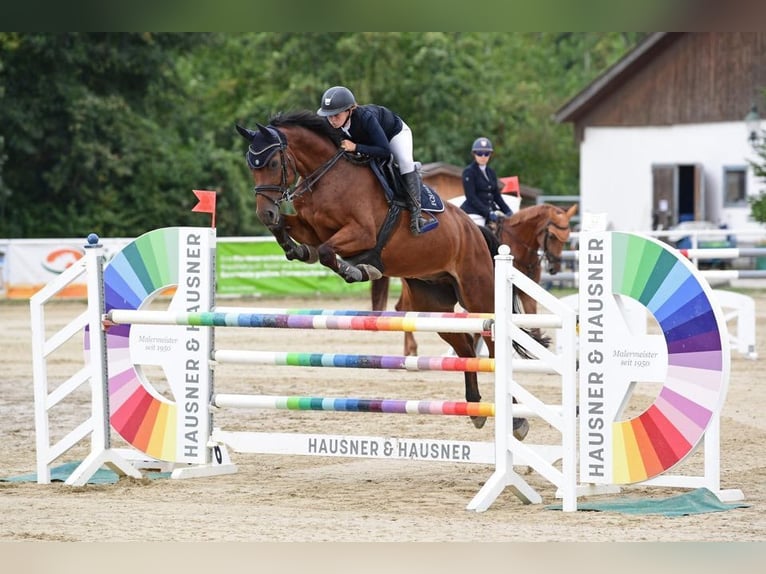 Oldenburger Wallach 9 Jahre 168 cm Brauner in Enzesfeld-Lindabrunn Oldenburger Wallach 9 Jahre 168 cm Brauner in Enzesfeld-Lindabrunn