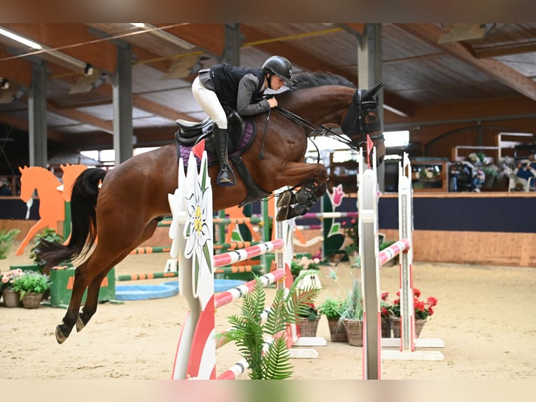 Oldenburger Wallach 9 Jahre 168 cm Brauner in Enzesfeld-Lindabrunn Oldenburger Wallach 9 Jahre 168 cm Brauner in Enzesfeld-Lindabrunn