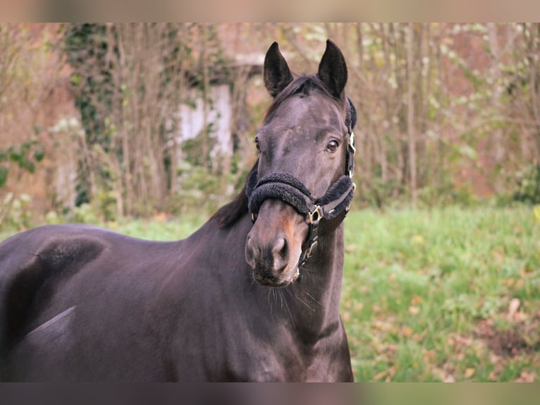 Oldenburger Wallach 9 Jahre 168 cm Dunkelbrauner in Darmstadt