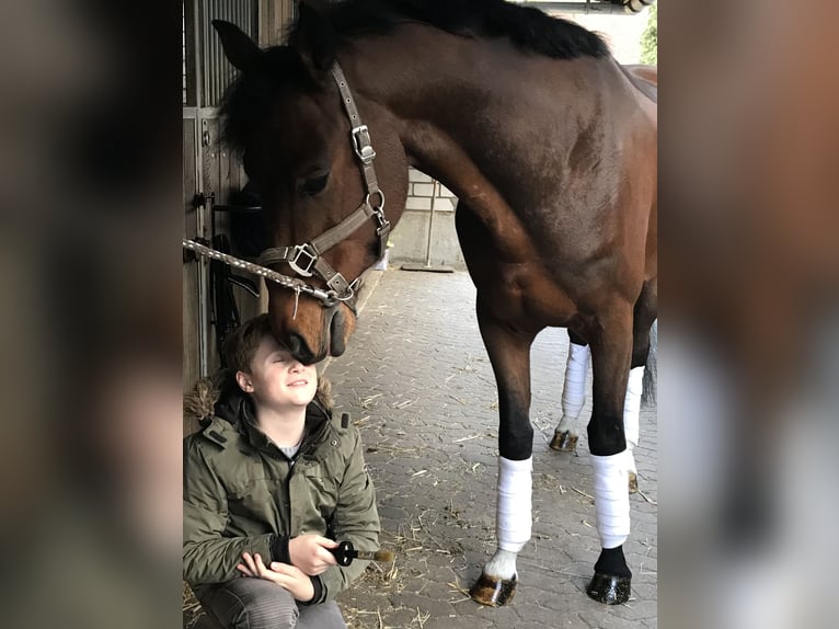 Oldenburger Wallach 9 Jahre 168 cm Dunkelbrauner in Kaarst