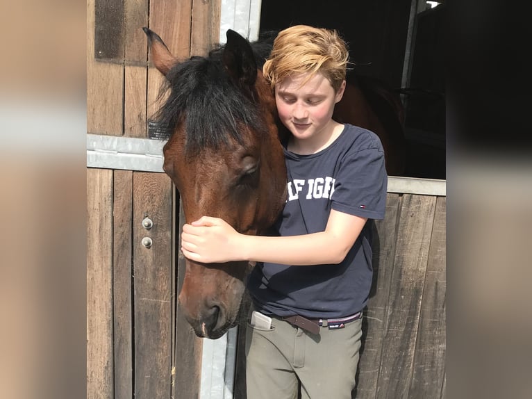 Oldenburger Wallach 9 Jahre 168 cm Dunkelbrauner in Kaarst