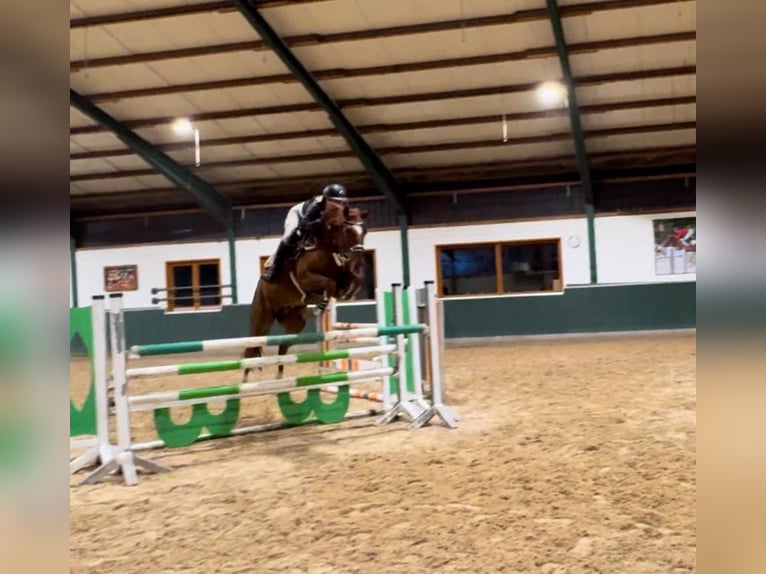 Oldenburger Wallach 9 Jahre 168 cm Fuchs in Rastede