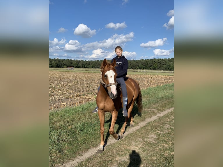 Oldenburger Wallach 9 Jahre 168 cm Fuchs in Isernhagen