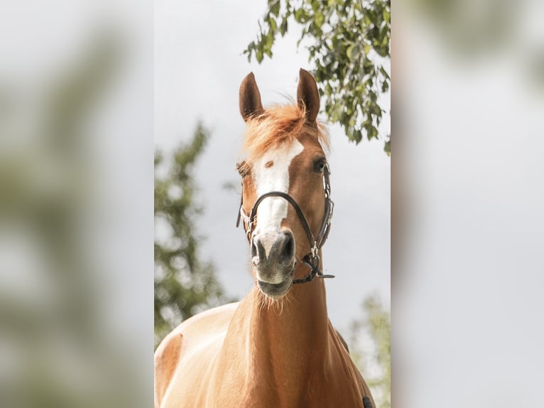 Oldenburger Wallach 9 Jahre 168 cm Fuchs in Isernhagen