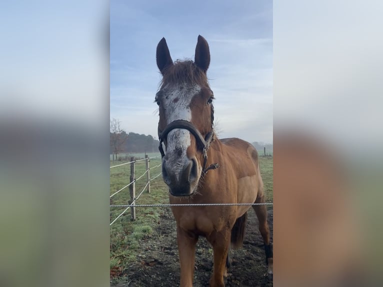 Oldenburger Wallach 9 Jahre 168 cm Fuchs in Isernhagen