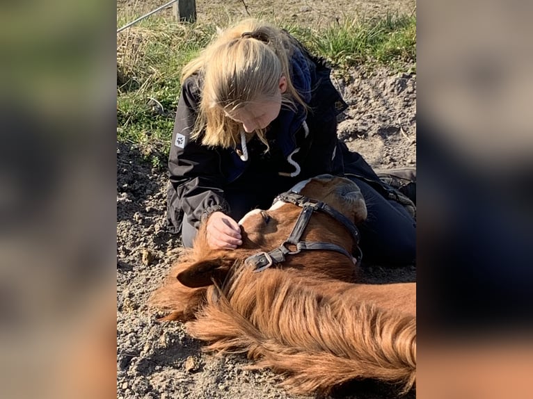 Oldenburger Wallach 9 Jahre 168 cm Fuchs in Isernhagen