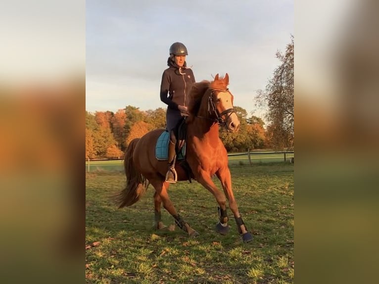Oldenburger Wallach 9 Jahre 168 cm Fuchs in Isernhagen