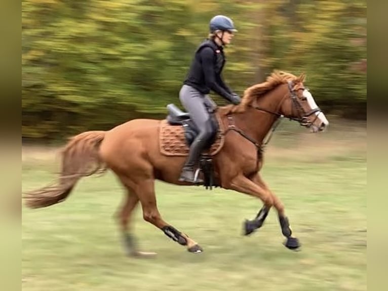 Oldenburger Wallach 9 Jahre 168 cm Fuchs in Isernhagen