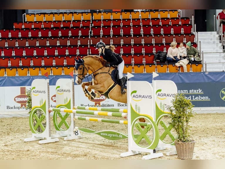 Oldenburger Wallach 9 Jahre 168 cm Fuchs in Nordkirchen