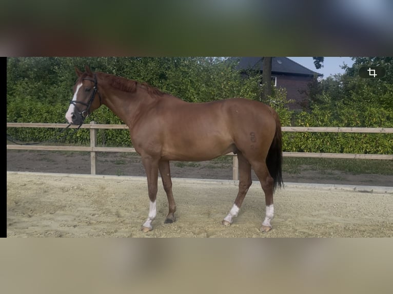 Oldenburger Wallach 9 Jahre 168 cm Fuchs in Nordkirchen