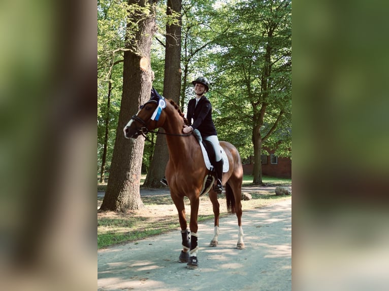 Oldenburger Wallach 9 Jahre 168 cm Fuchs in Nordkirchen