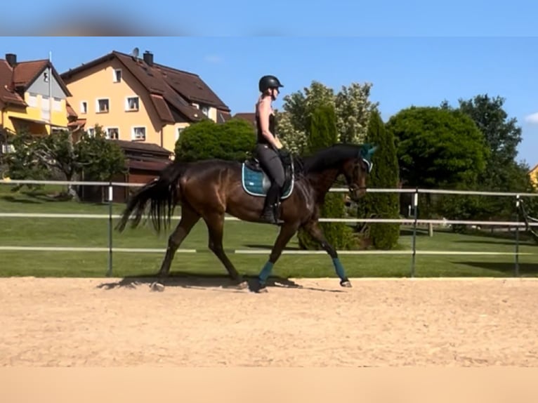 Oldenburger Wallach 9 Jahre 170 cm Dunkelbrauner in Hollfeld