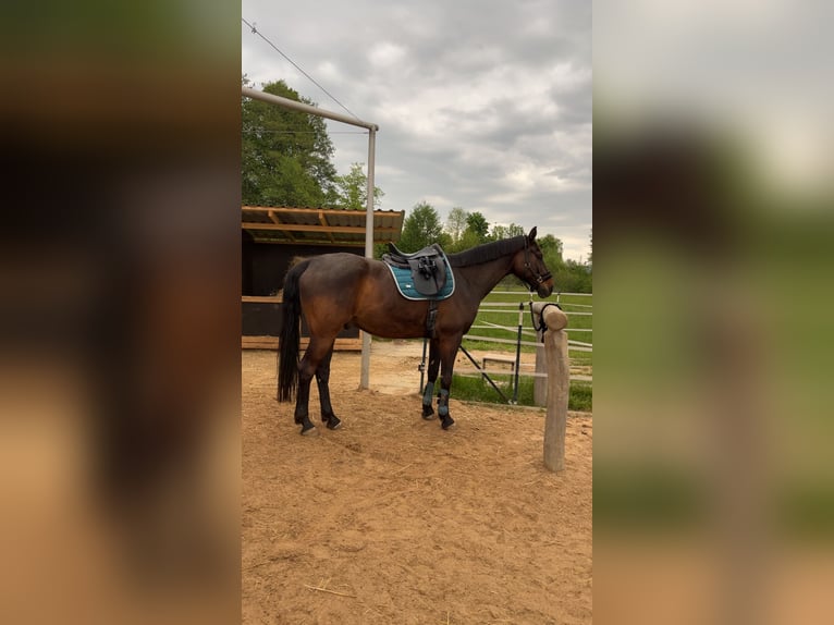 Oldenburger Wallach 9 Jahre 170 cm Dunkelbrauner in Hollfeld