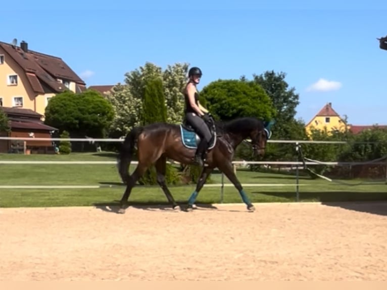 Oldenburger Wallach 9 Jahre 170 cm Dunkelbrauner in Hollfeld