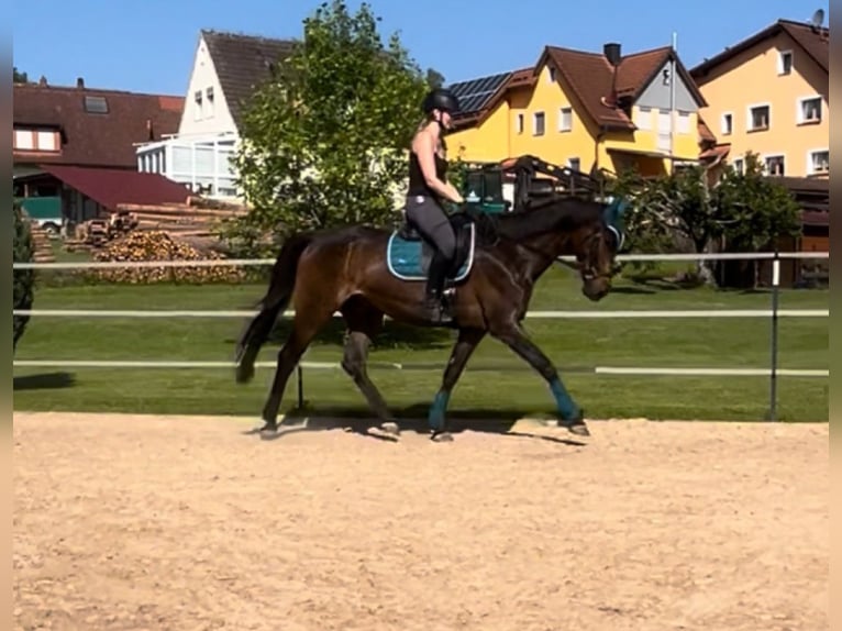 Oldenburger Wallach 9 Jahre 170 cm Dunkelbrauner in Hollfeld