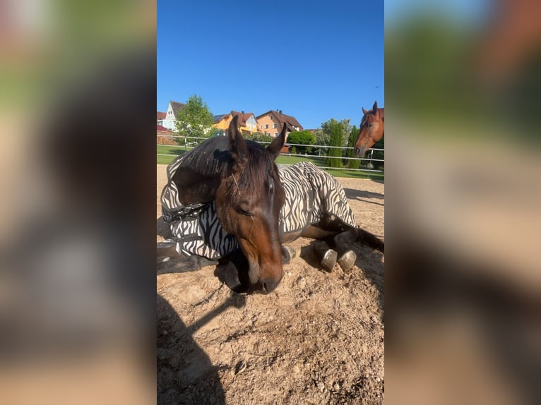 Oldenburger Wallach 9 Jahre 170 cm Dunkelbrauner in Hollfeld