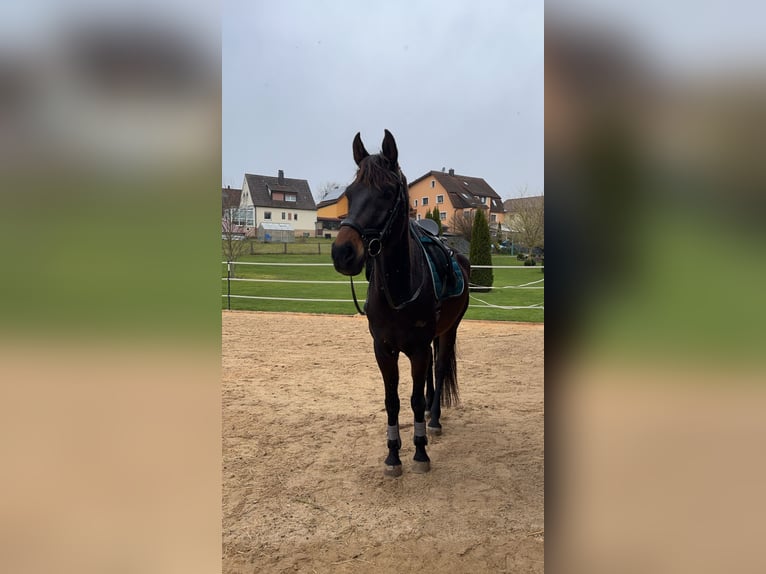 Oldenburger Wallach 9 Jahre 170 cm Dunkelbrauner in Hollfeld