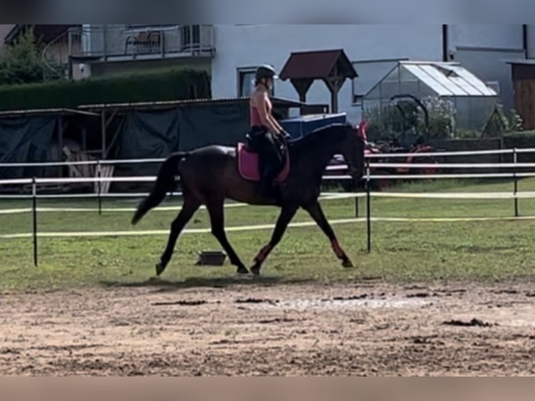 Oldenburger Wallach 9 Jahre 170 cm Dunkelbrauner in Hollfeld