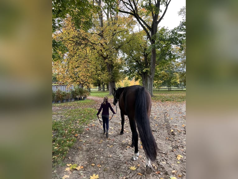 Oldenburger Wallach 9 Jahre 170 cm Dunkelbrauner in Vollrathsruhe