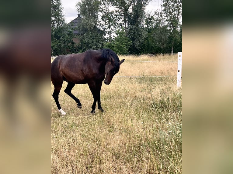 Oldenburger Wallach 9 Jahre 170 cm Dunkelbrauner in Großbeeren Großbeeren
