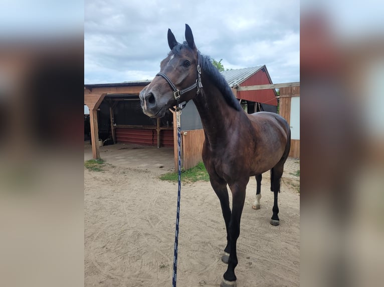 Oldenburger Wallach 9 Jahre 170 cm Dunkelbrauner in Großbeeren Großbeeren